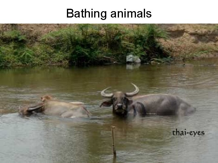 Bathing animals 