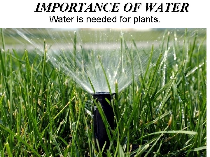 IMPORTANCE OF WATER Water is needed for plants. 