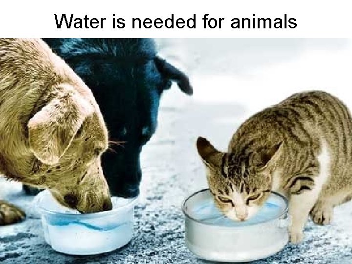 Water is needed for animals 