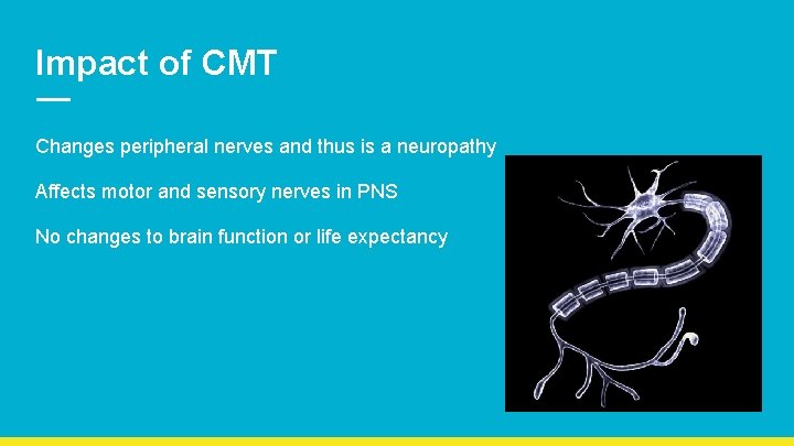 Impact of CMT Changes peripheral nerves and thus is a neuropathy Affects motor and