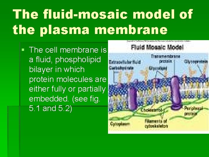 The fluid-mosaic model of the plasma membrane § The cell membrane is a fluid,