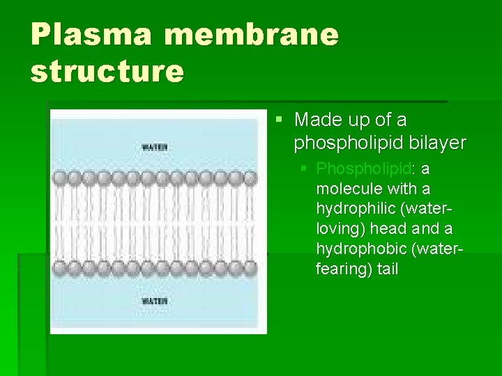 Plasma membrane structure § Made up of a phospholipid bilayer § Phospholipid: a molecule