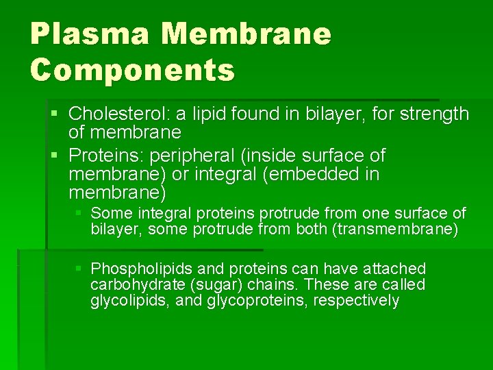 Plasma Membrane Components § Cholesterol: a lipid found in bilayer, for strength of membrane