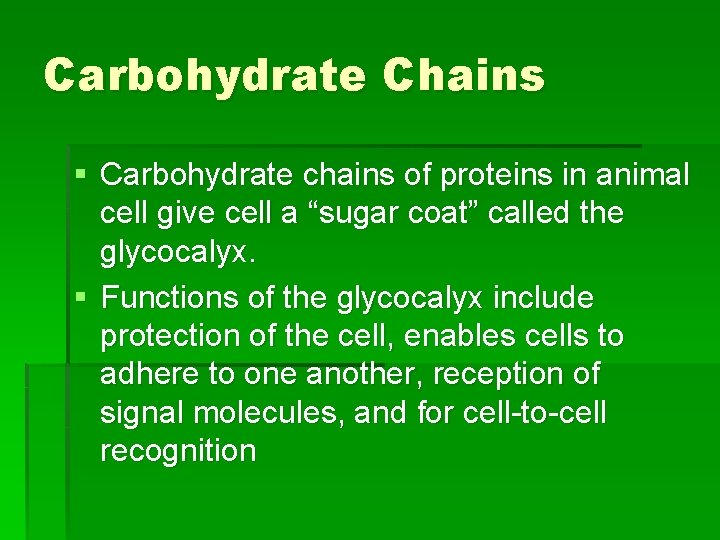 Carbohydrate Chains § Carbohydrate chains of proteins in animal cell give cell a “sugar