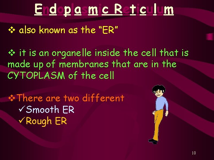 Endoplasmic Reticulum v also known as the “ER” v it is an organelle inside