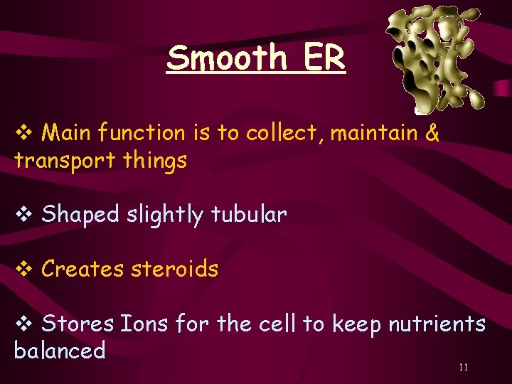 Smooth ER v Main function is to collect, maintain & transport things v Shaped