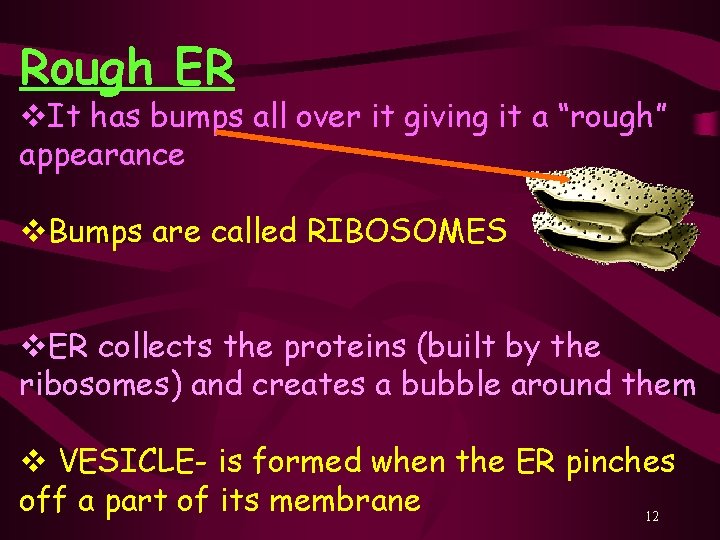 Rough ER v. It has bumps all over it giving it a “rough” appearance