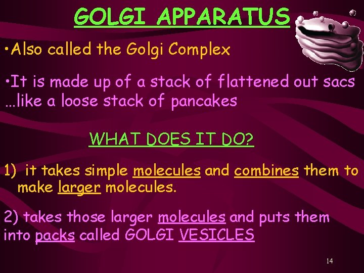 GOLGI APPARATUS • Also called the Golgi Complex • It is made up of
