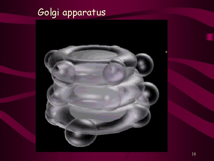 Golgi apparatus 16 