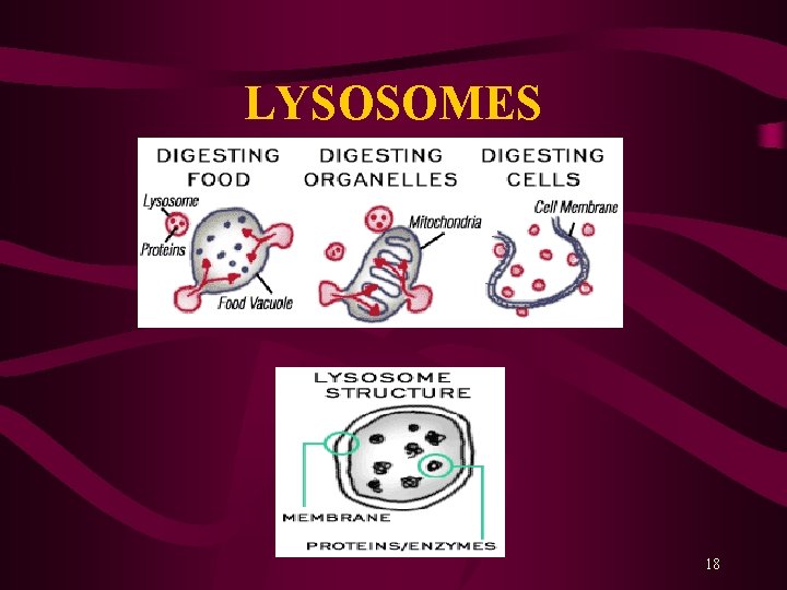 LYSOSOMES 18 