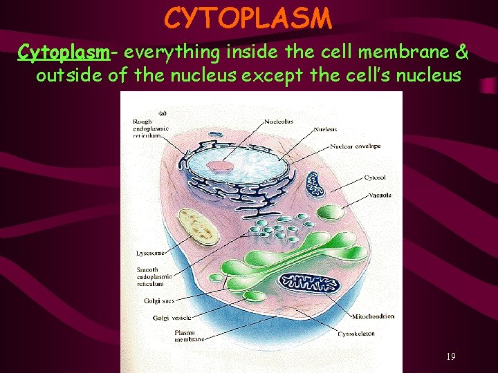 CYTOPLASM Cytoplasm- everything inside the cell membrane & outside of the nucleus except the