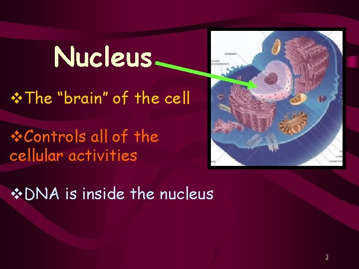 Nucleus v. The “brain” of the cell v. Controls all of the cellular activities