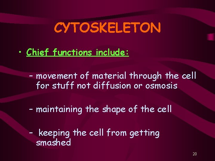 CYTOSKELETON • Chief functions include: – movement of material through the cell for stuff