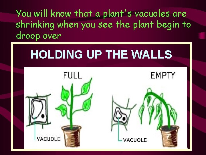 You will know that a plant's vacuoles are shrinking when you see the plant