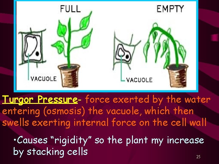 Turgor Pressure- force exerted by the water entering (osmosis) the vacuole, which then swells