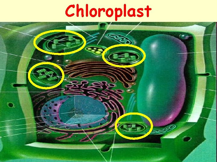 Chloroplast 26 