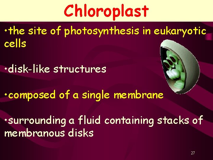 Chloroplast • the site of photosynthesis in eukaryotic cells • disk-like structures • composed