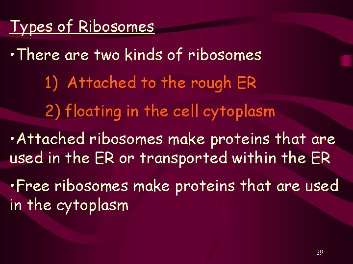 Types of Ribosomes • There are two kinds of ribosomes 1) Attached to the