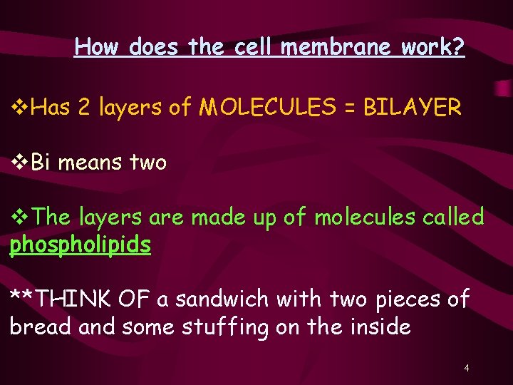 How does the cell membrane work? v. Has 2 layers of MOLECULES = BILAYER