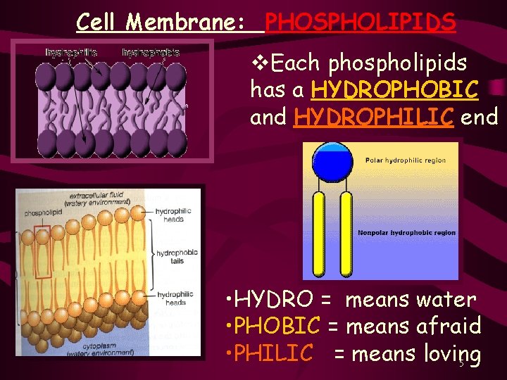 Cell Membrane: PHOSPHOLIPIDS v. Each phospholipids has a HYDROPHOBIC and HYDROPHILIC end • HYDRO