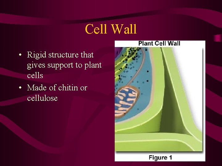 Cell Wall • Rigid structure that gives support to plant cells • Made of
