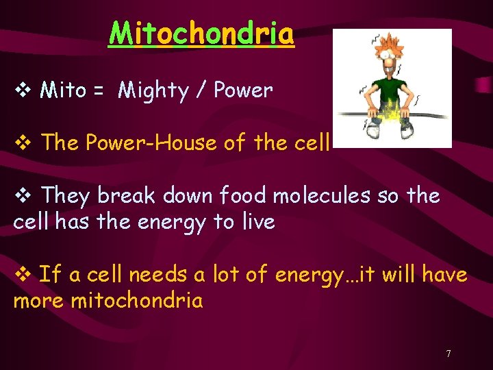 Mitochondria v Mito = Mighty / Power v The Power-House of the cell v