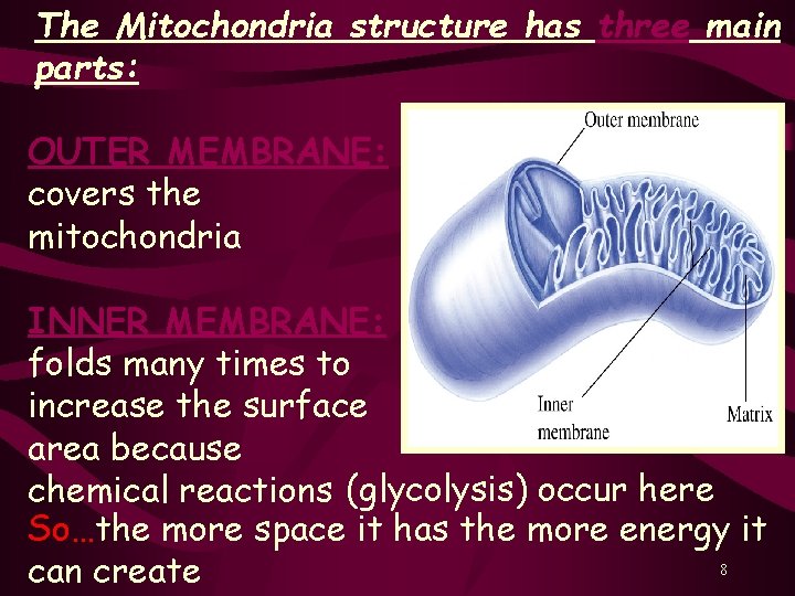 The Mitochondria structure has three main parts: OUTER MEMBRANE: covers the mitochondria INNER MEMBRANE:
