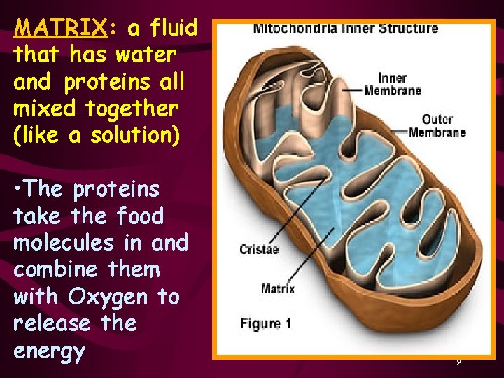 MATRIX: a fluid that has water and proteins all mixed together (like a solution)