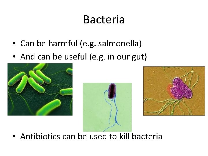 Bacteria • Can be harmful (e. g. salmonella) • And can be useful (e.