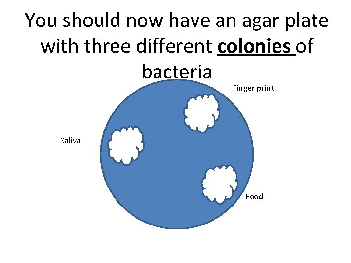 You should now have an agar plate with three different colonies of bacteria Finger