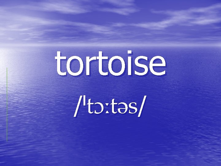 tortoise / / tortoise / /