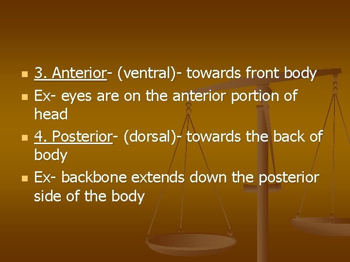 n n 3. Anterior- (ventral)- towards front body Ex- eyes are on the anterior