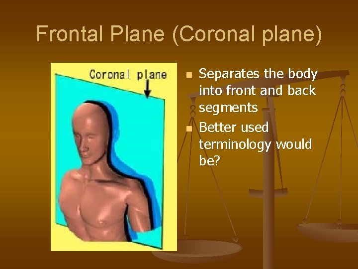 Frontal Plane (Coronal plane) n n Separates the body into front and back segments