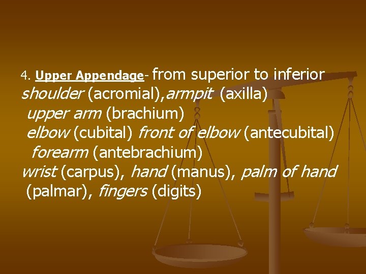 from superior to inferior shoulder (acromial), armpit (axilla) upper arm (brachium) elbow (cubital) front
