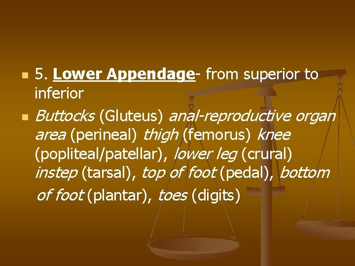 n n 5. Lower Appendage- from superior to inferior Buttocks (Gluteus) anal-reproductive organ area