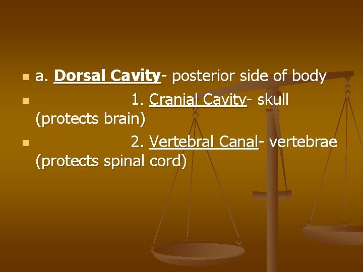 n n n a. Dorsal Cavity- posterior side of body 1. Cranial Cavity- skull