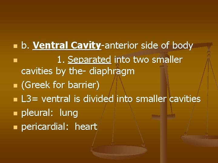n n n b. Ventral Cavity-anterior side of body 1. Separated into two smaller