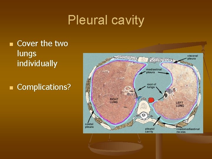 Pleural cavity n n Cover the two lungs individually Complications? 