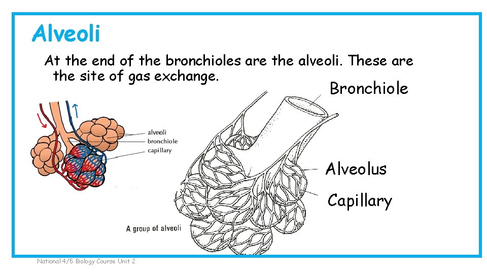 Alveoli At the end of the bronchioles are the alveoli. These are the site