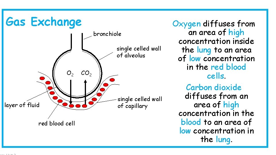 Gas Exchange bronchiole single celled wall of alveolus O 2 layer of fluid red