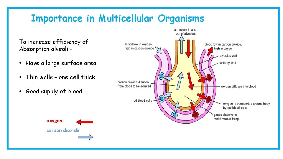 Importance in Multicellular Organisms To increase efficiency of Absorption alveoli – • Have a