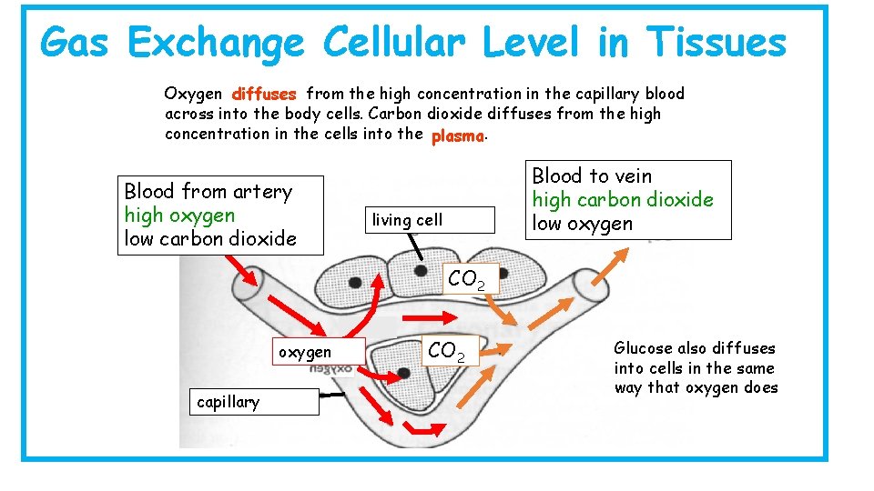 Gas Exchange Cellular Level in Tissues Oxygen diffuses from the high concentration in the