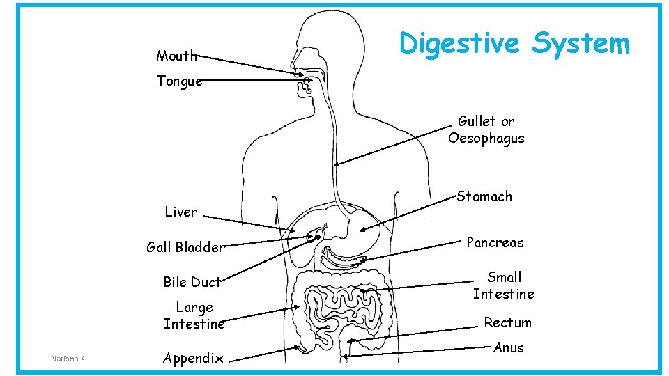 Mouth Digestive System Tongue Gullet or Oesophagus Liver Gall Bladder Bile Duct Large Intestine