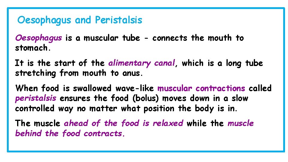Oesophagus and Peristalsis Oesophagus is a muscular tube - connects the mouth to stomach.