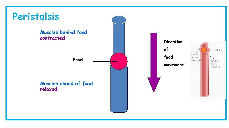 Peristalsis Muscles behind food contracted Direction of Food Muscles ahead of food relaxed food