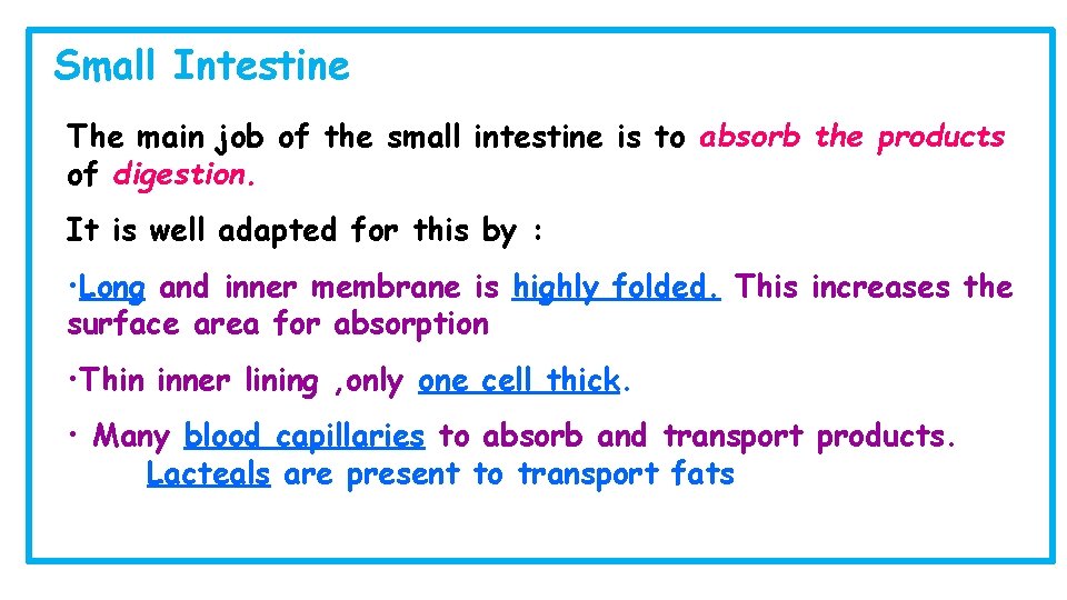 Small Intestine The main job of the small intestine is to absorb the products