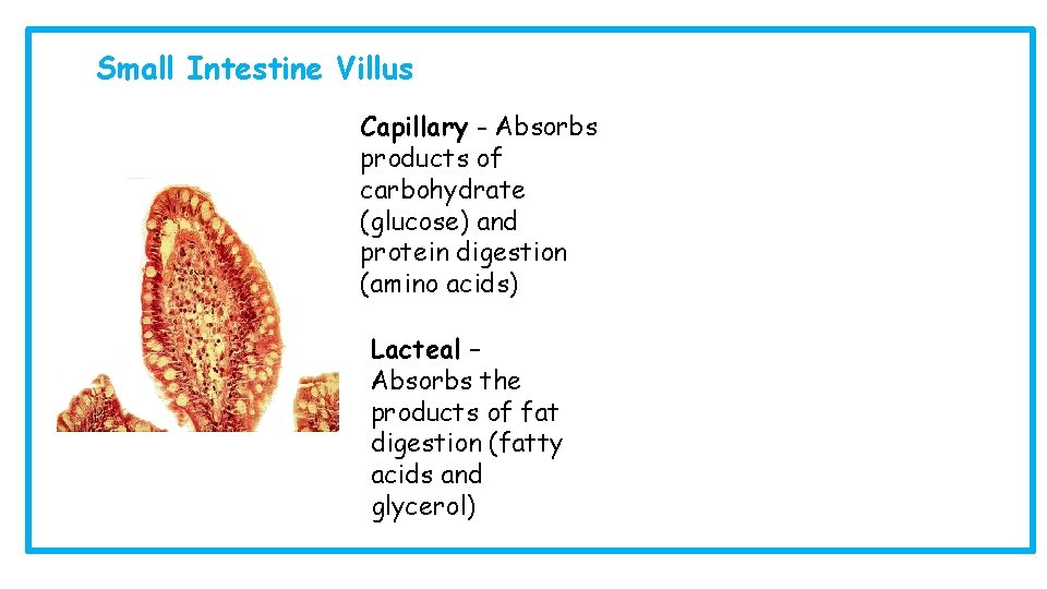 Small Intestine Villus Capillary - Absorbs products of carbohydrate (glucose) and protein digestion (amino
