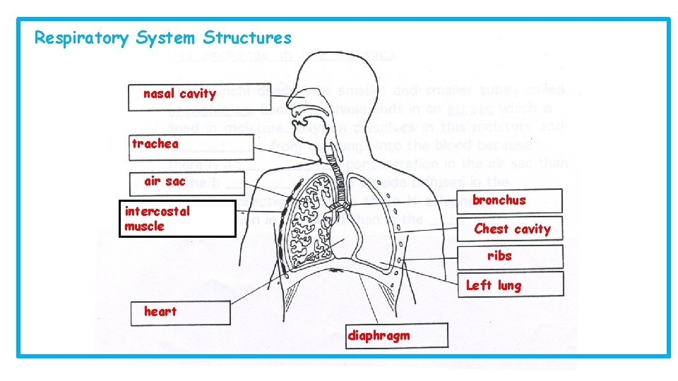Respiratory System Structures nasal cavity trachea air sac bronchus intercostal muscle Chest cavity ribs