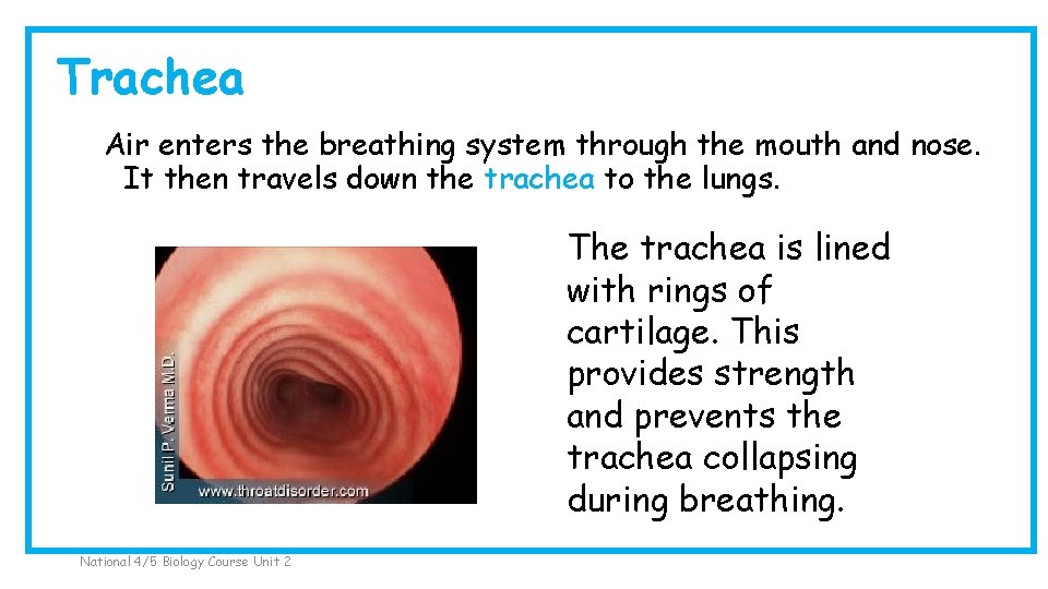 Trachea Air enters the breathing system through the mouth and nose. It then travels