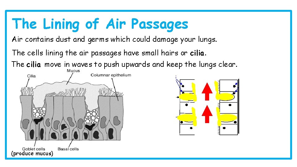 The Lining of Air Passages Air contains dust and germs which could damage your